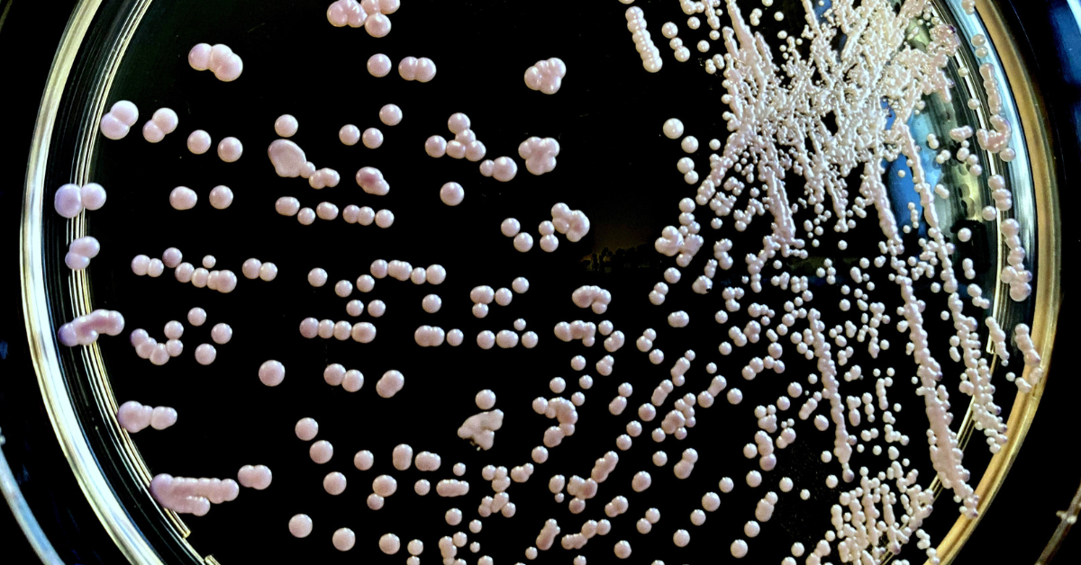 Candida Auris Cdc
